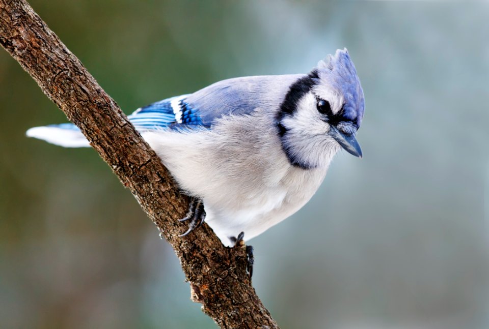 Jay Up Close