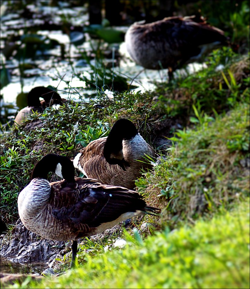 Geese Prinning
