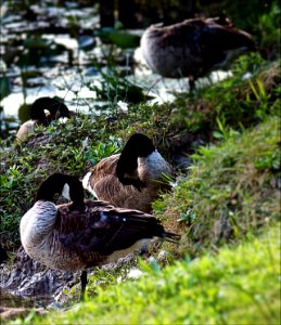 Geese Prinning photo