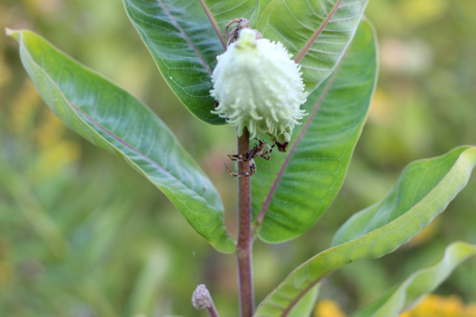 Spider on Common Milkweed