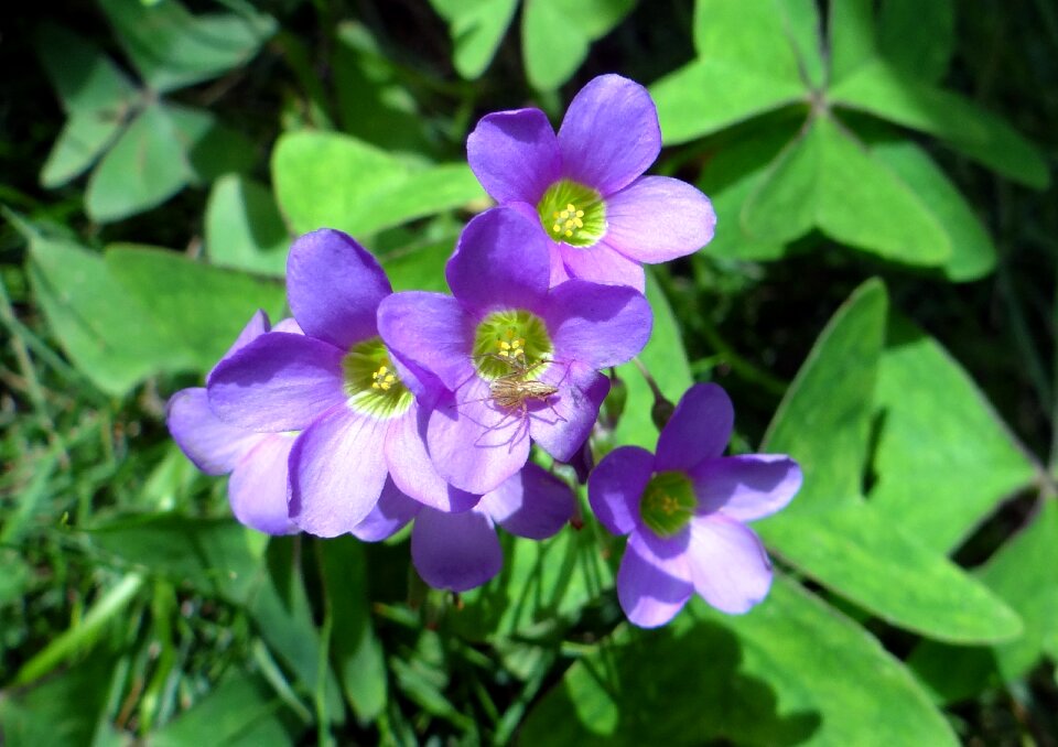 Amrul amrulshak oxalis corniculata