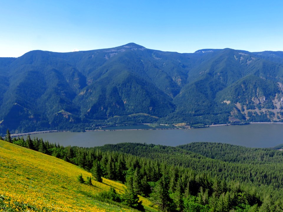 Wildflowers on Dog Mountain Trail in Washington