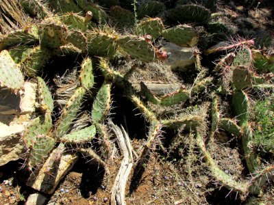 Grand Canyon NP in AZ