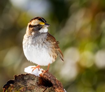 White-throated Sparrow photo