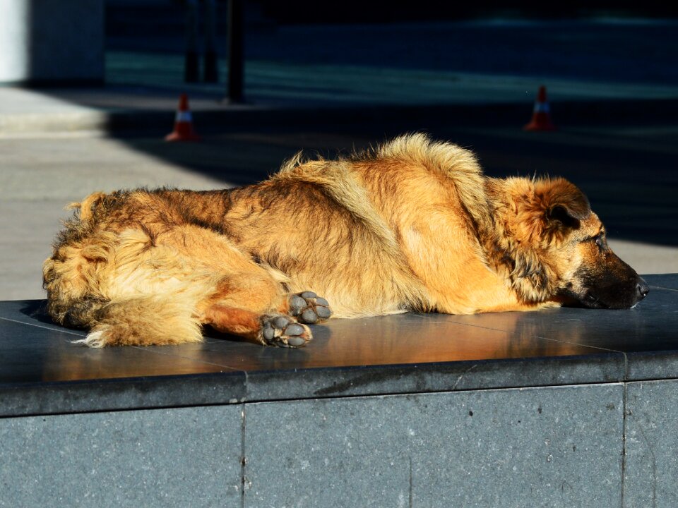 Sleeping relaxing lonely