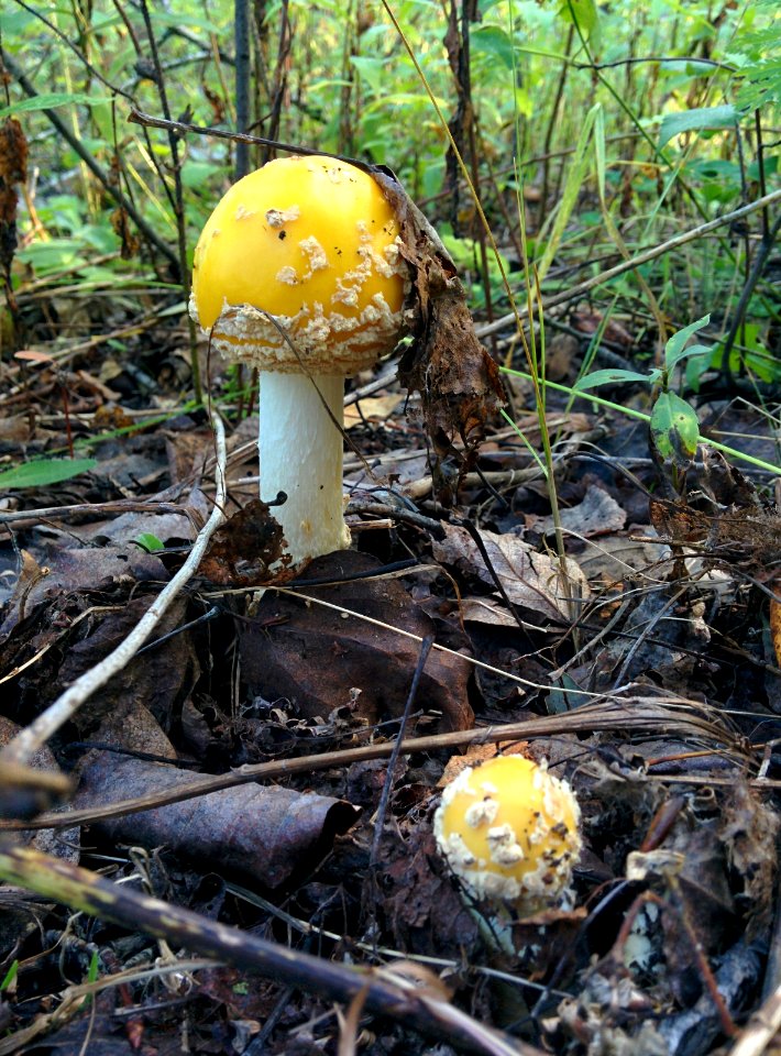 Amanita muscaria