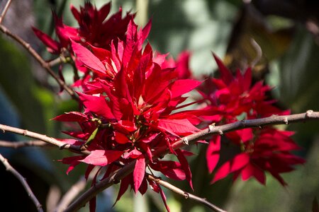 Plant exotic caribbean