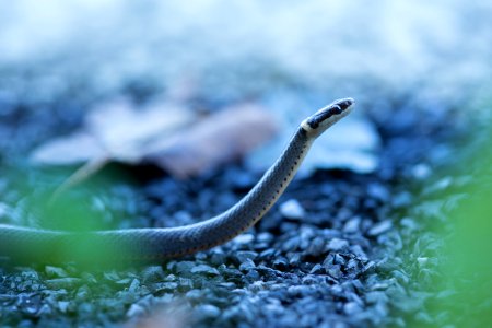 Ring-necked Snake (Diadophis punctatus) photo