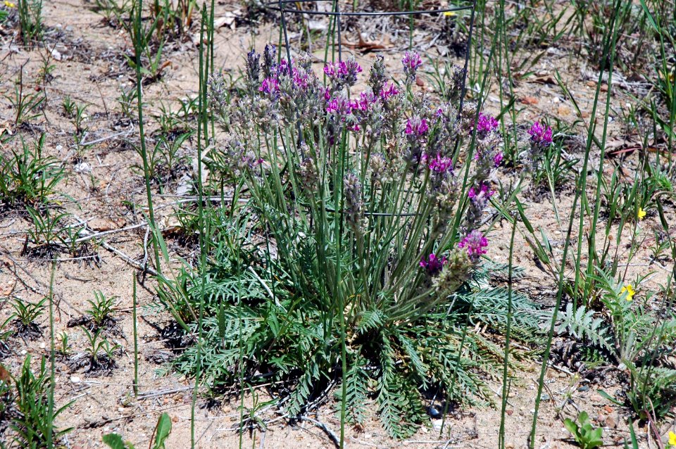Fassett's locoweed