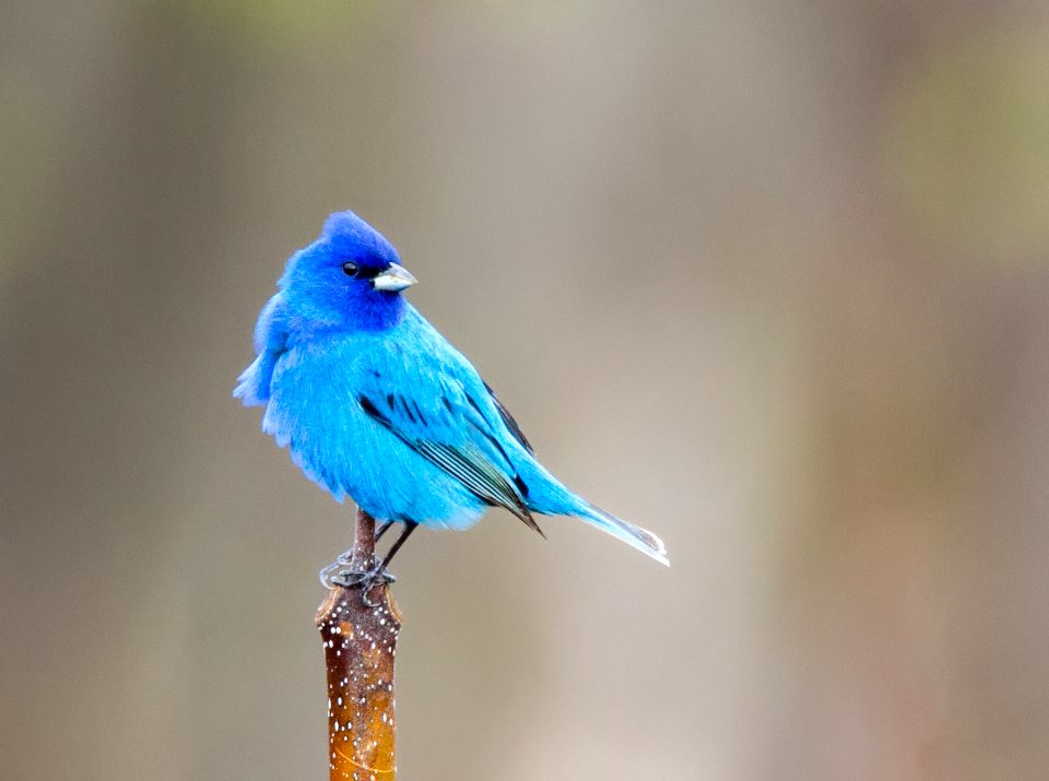 Indigo Bunting (male) photo