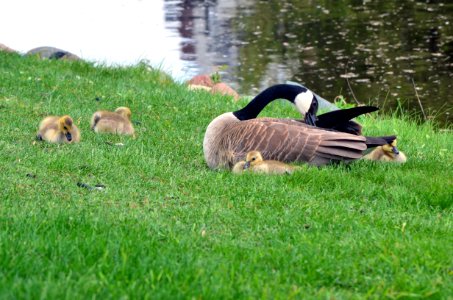 Canada Goose With Goslings photo