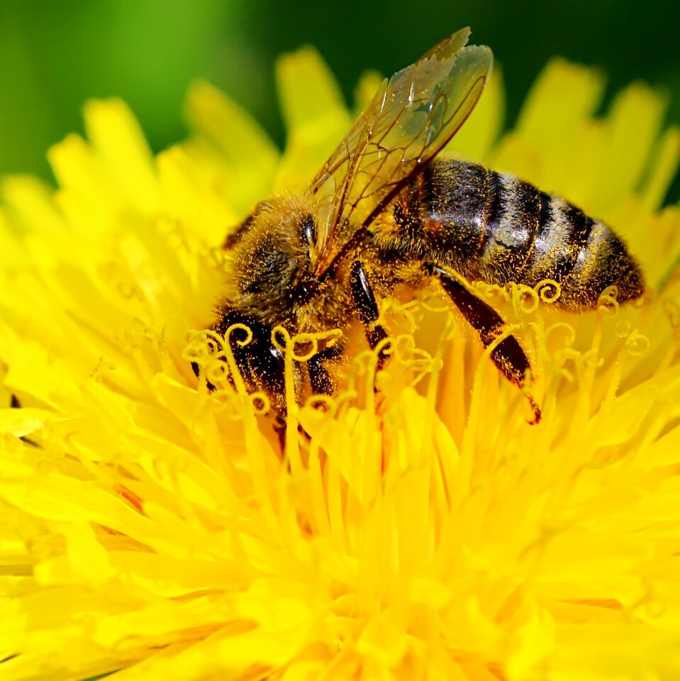 Closeup sonchus oleraceus dandelion
