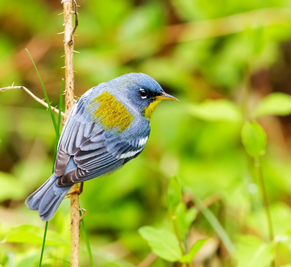 Northern Parula