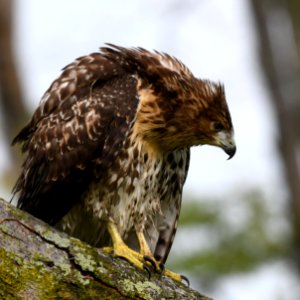 Red-tailed Hawk photo