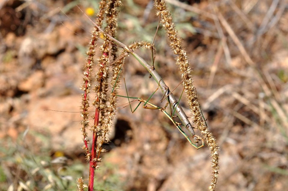 Arizona Walking Stick, Diapheromera arizonensis