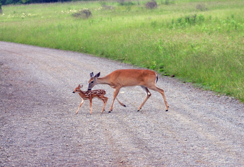 White-tail Deer