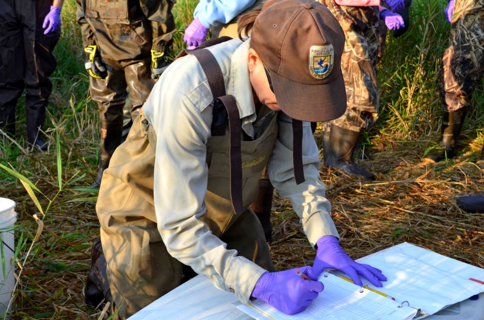 Duck Banding Statistics