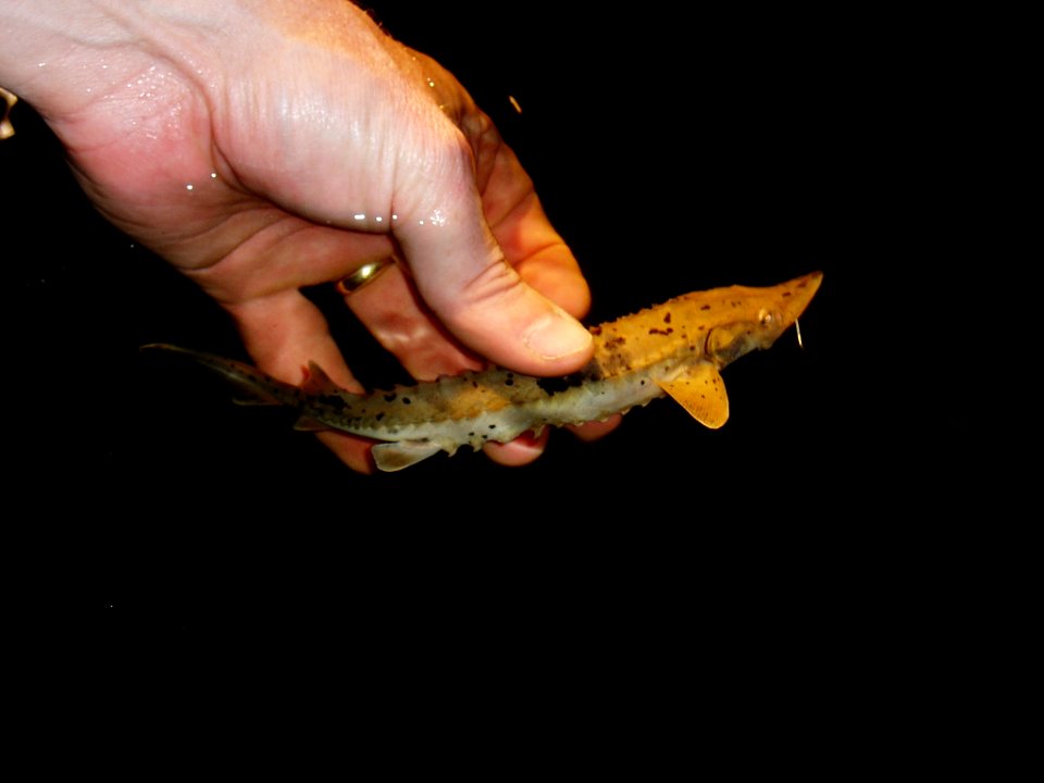 Juvenile Sturgeon