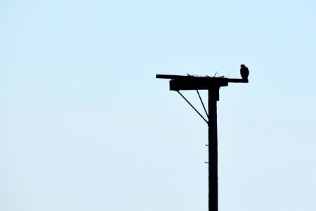 Osprey Silhouette