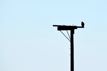 Osprey Silhouette photo