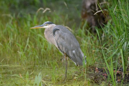 Great Blue Heron at Shiawassee National Wildlife Refuge photo