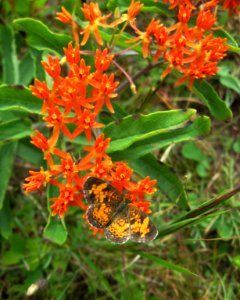 Pearl Crescent Butterfly on Butterfly Weed