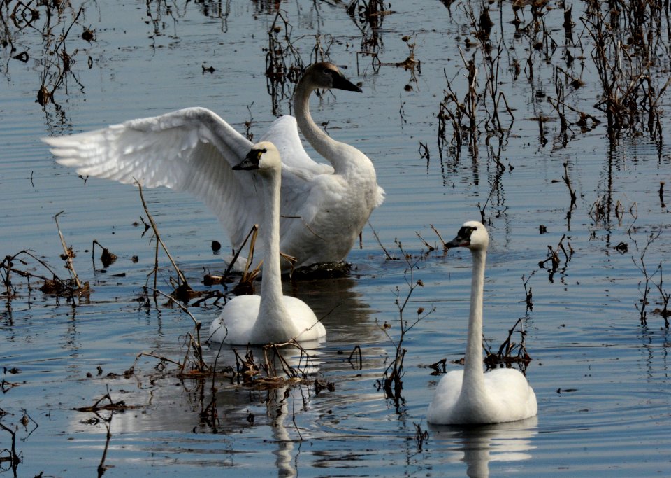 Tundra swans at Shiawassee National Wildlife Refuge