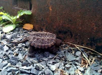 Young Common Snapping Turtle photo