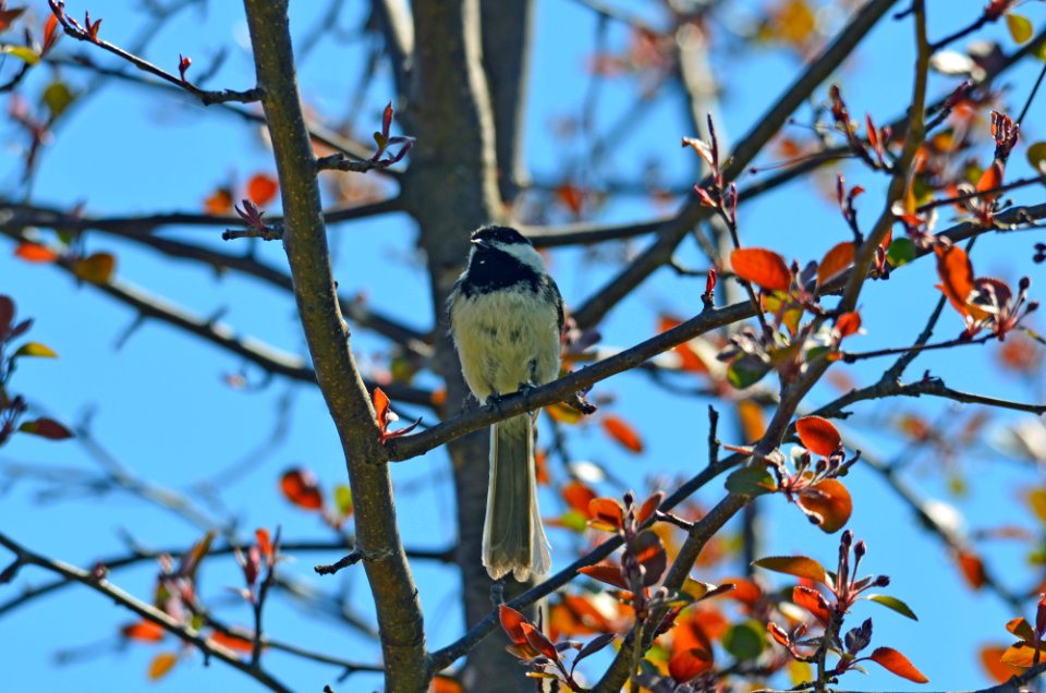 Black-capped Chickadee