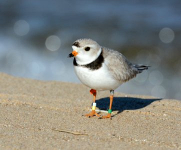 Piping Plover photo
