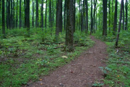 Dickey Ridge Trail
