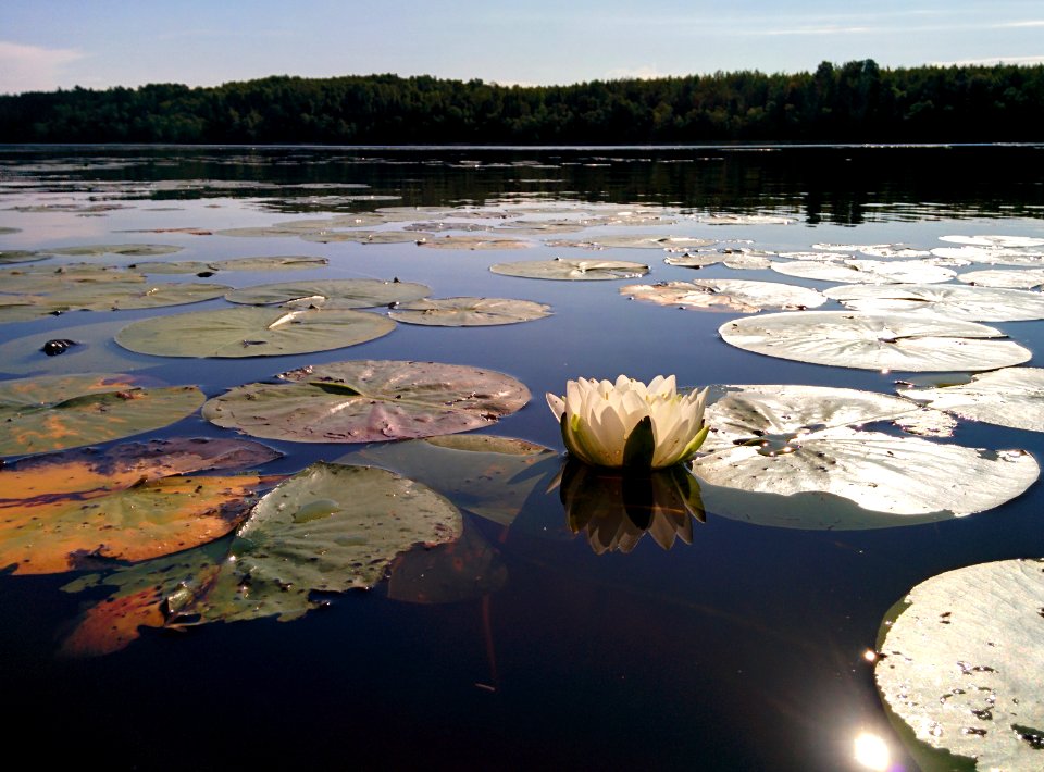 White Water Lily
