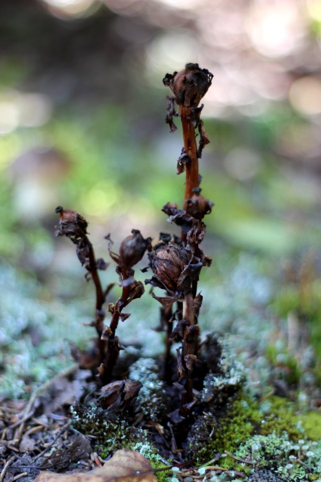 Dried Indian Pipe