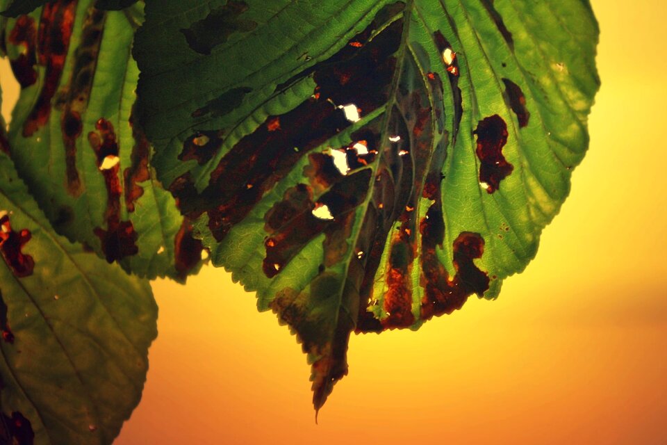 Tree green fall leaves