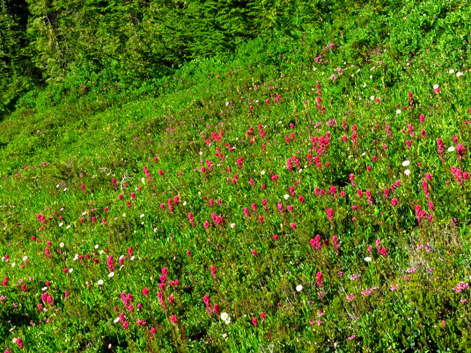 Wildflowers at Mt. Rainier NP in WA