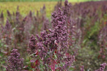 Eat food arable photo