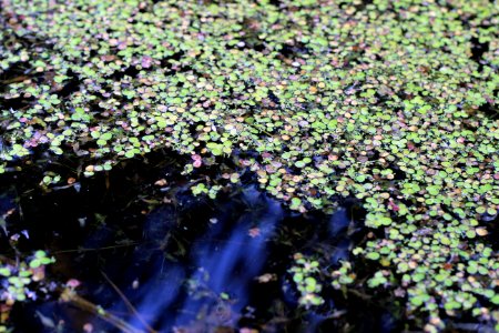 Duckweed