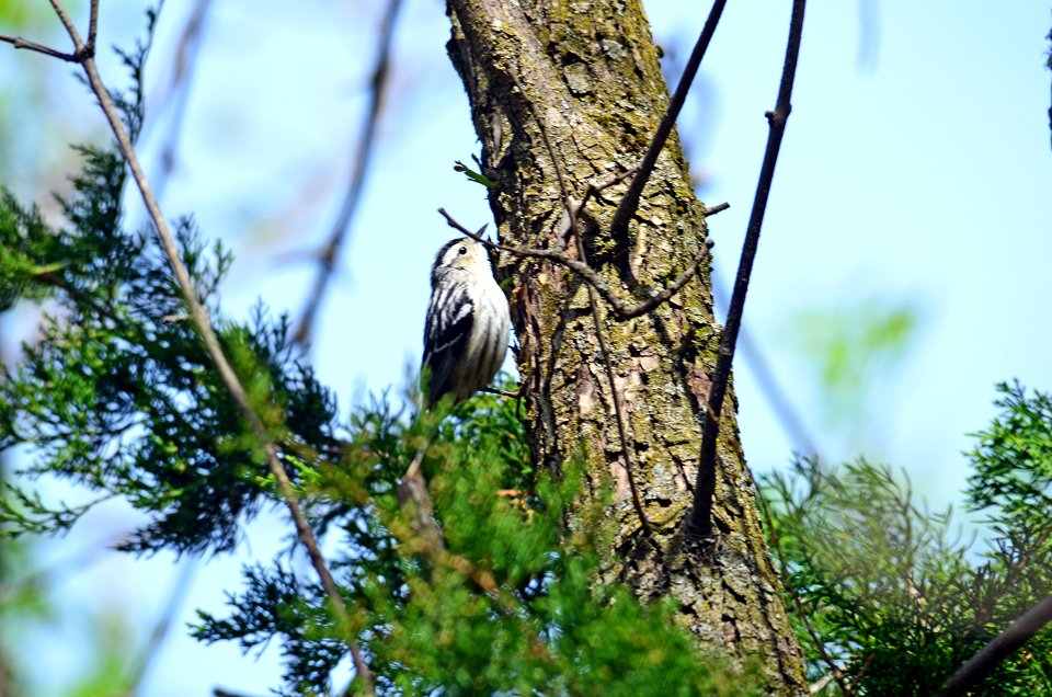 Black-and-white Warbler