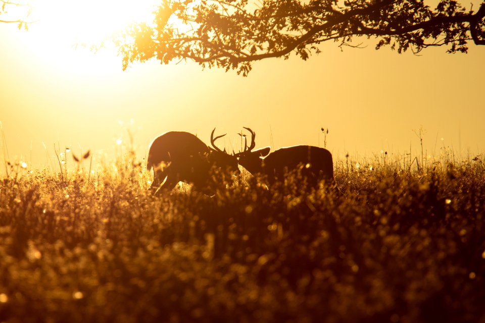 White-tailed Deer- Bucks