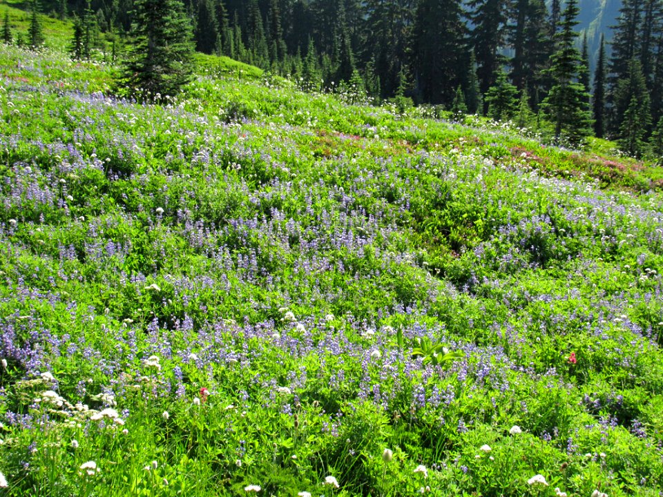 Wildflowers on Skyline Trail at Mt. Rainier NP in WA