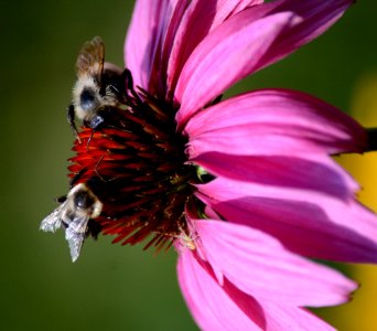 Bumblebees and Crab Spider on Purple Coneflower photo