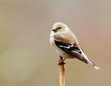 American Goldfinch