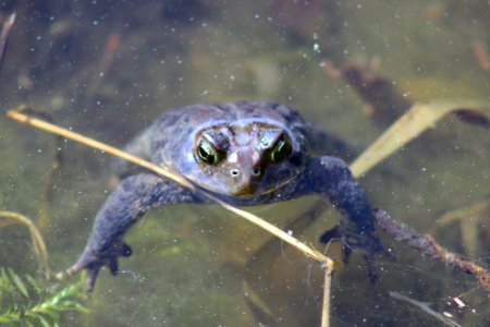 American Toad