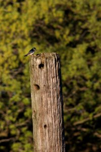 Tree Swallow on a Snag photo
