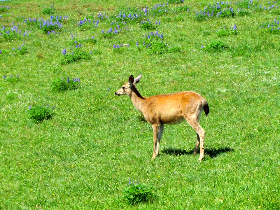 Deer at Hurricane Ridge at Olympic NP in WA