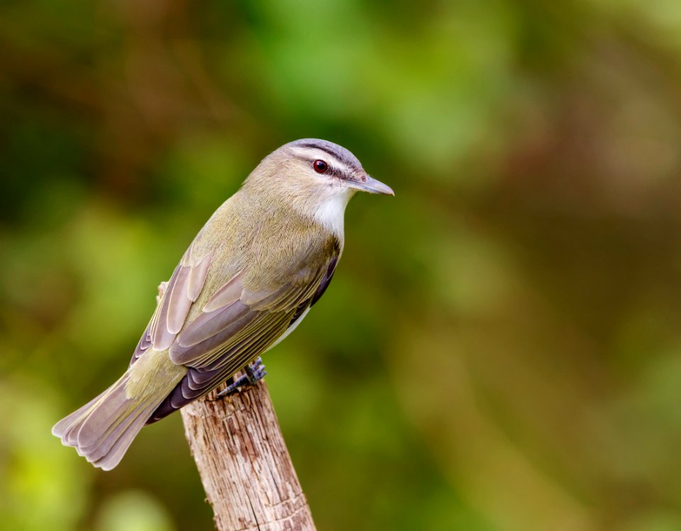 Red-eyed Vireo