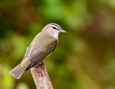 Red-eyed Vireo photo