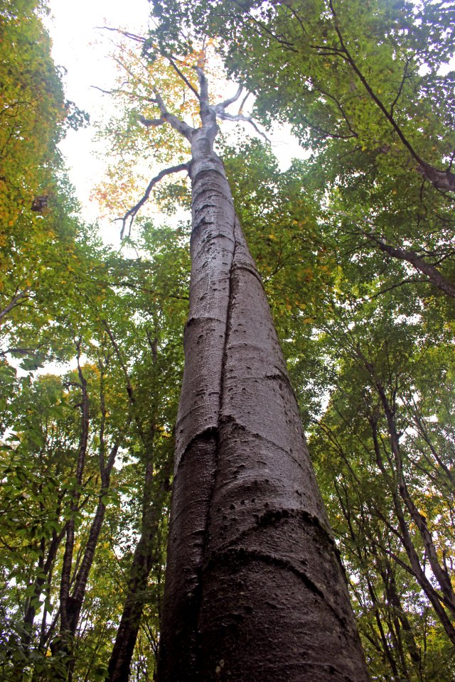 Scars from climbing black bears