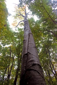 Scars from climbing black bears