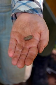 Archaeological Survey photo